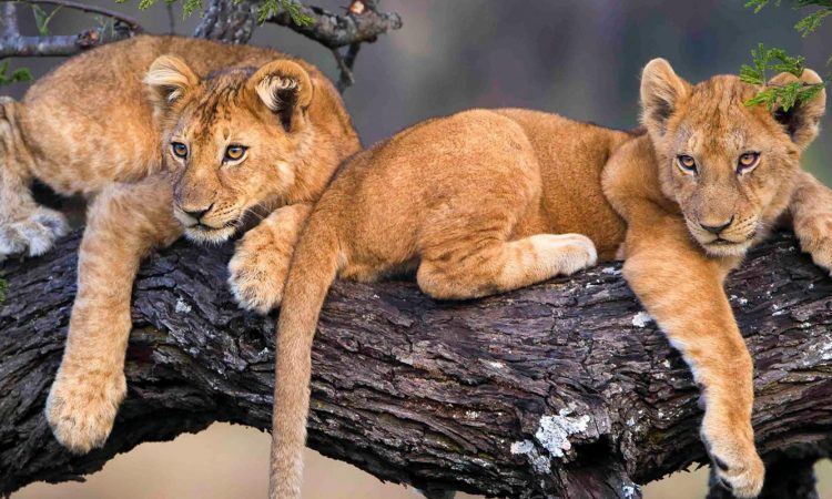 Lake Manyara National Park